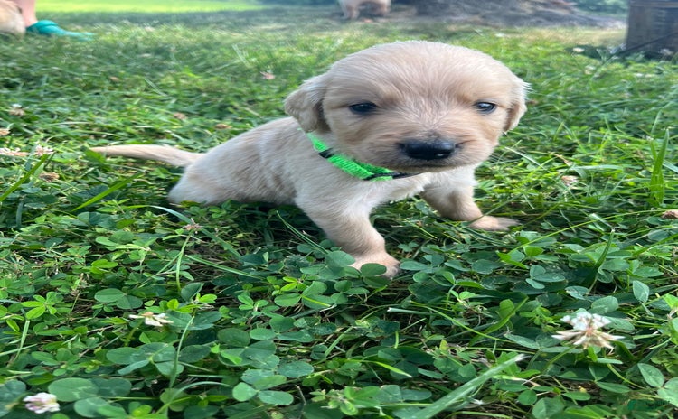 Golden Retriever dogs for sale - Ad 2