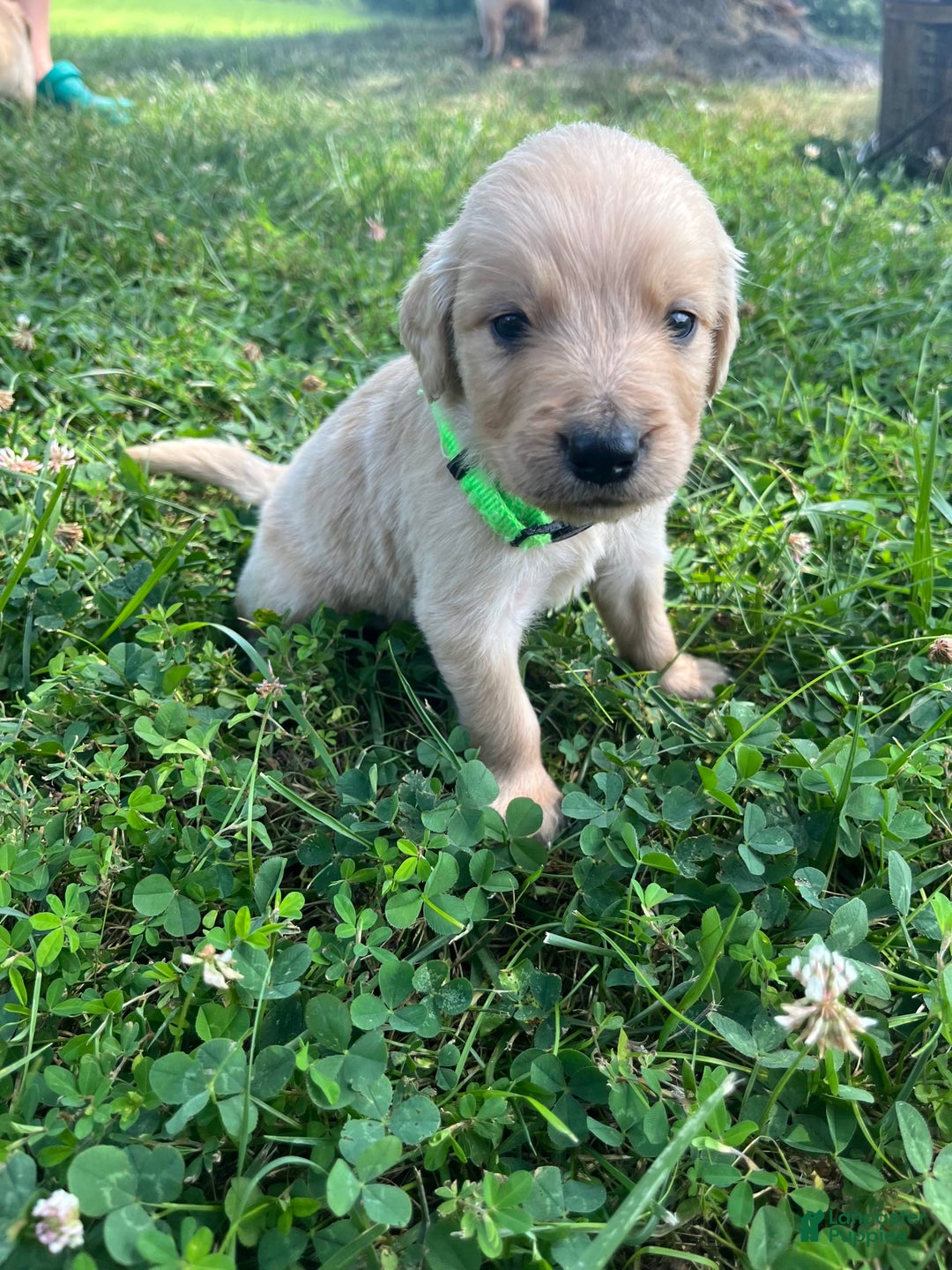 Golden Retriever dogs for sale: Light Green - Image 1