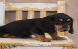 Miniature Dachshund dogs for sale: Kirt - Image 5