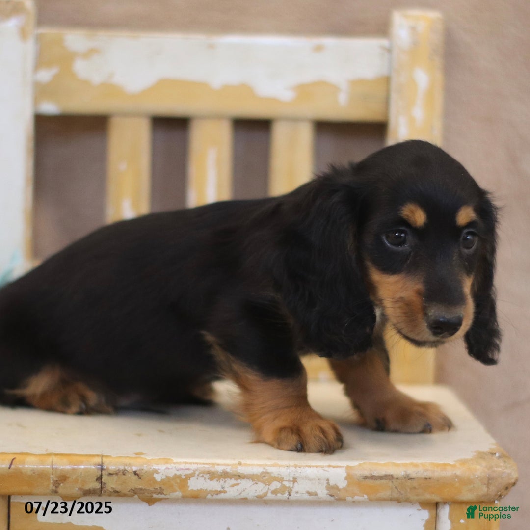 Miniature Dachshund dogs for sale: Kirt - Image 5