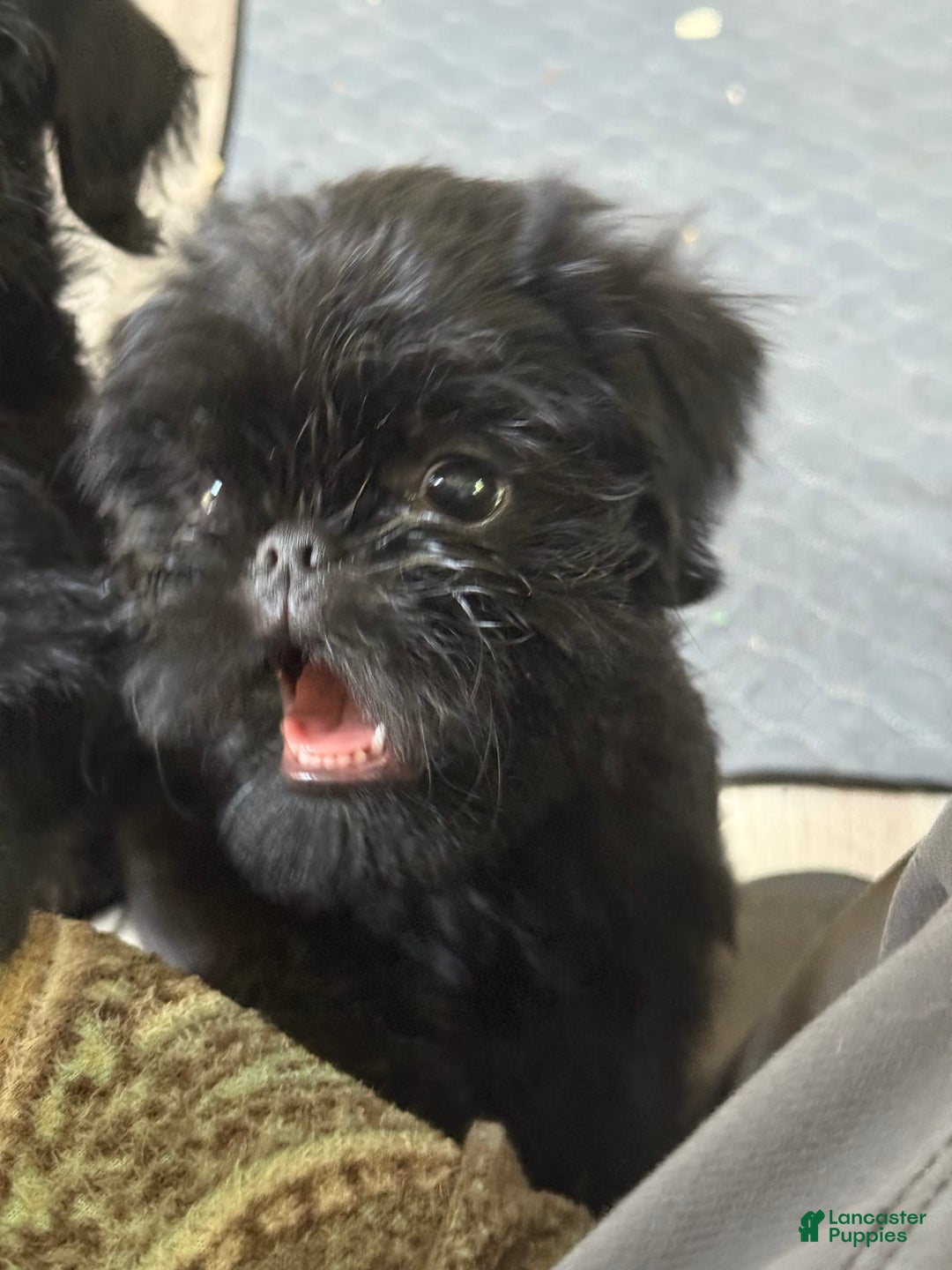 Brussels Griffon dogs for sale: Gidget - Image 3