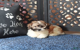 Teddy Bear dogs for sale: Atreus - Image 3