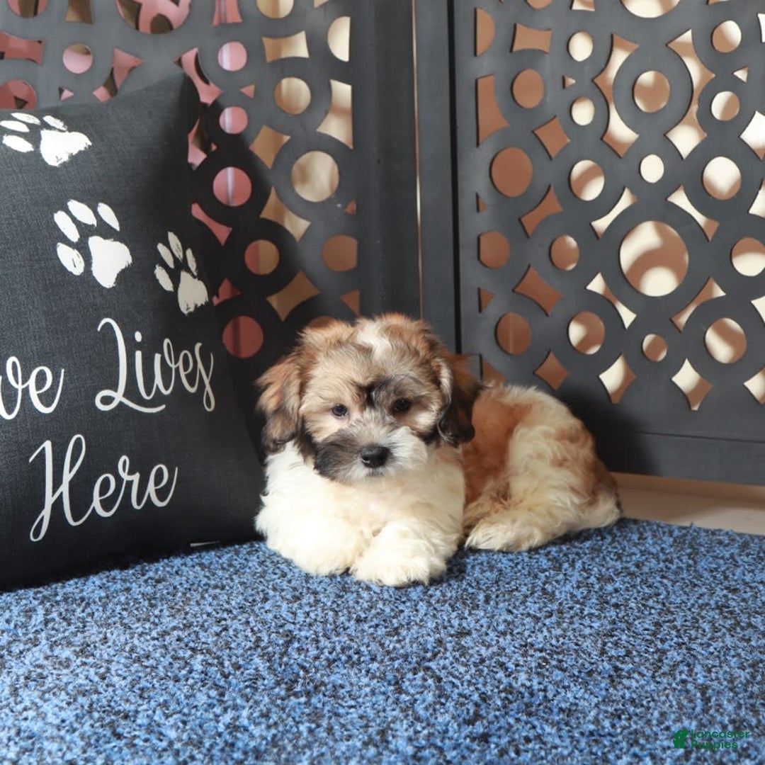 Teddy Bear dogs for sale: Atreus - Image 3