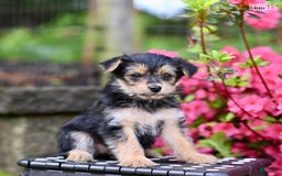 Morkie dogs for sale: Bubbles - Image 4