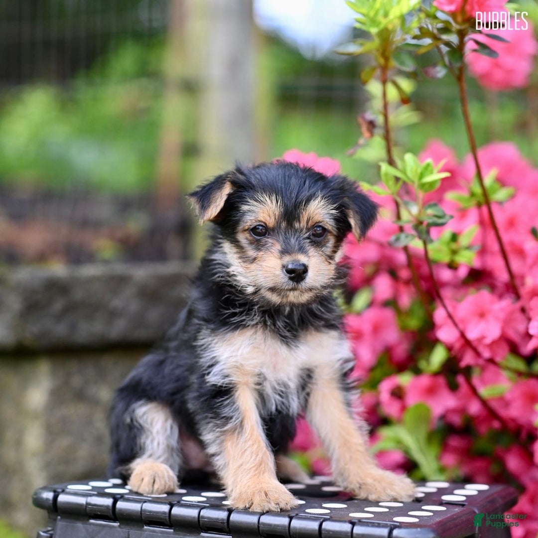 Morkie dogs for sale: Bubbles - Image 4