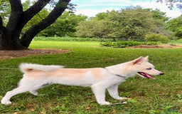 Pomsky dogs for sale: Aden - Image 1