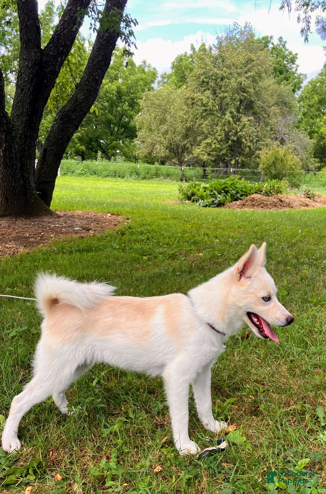 Pomsky dogs for sale: Aden - Image 1