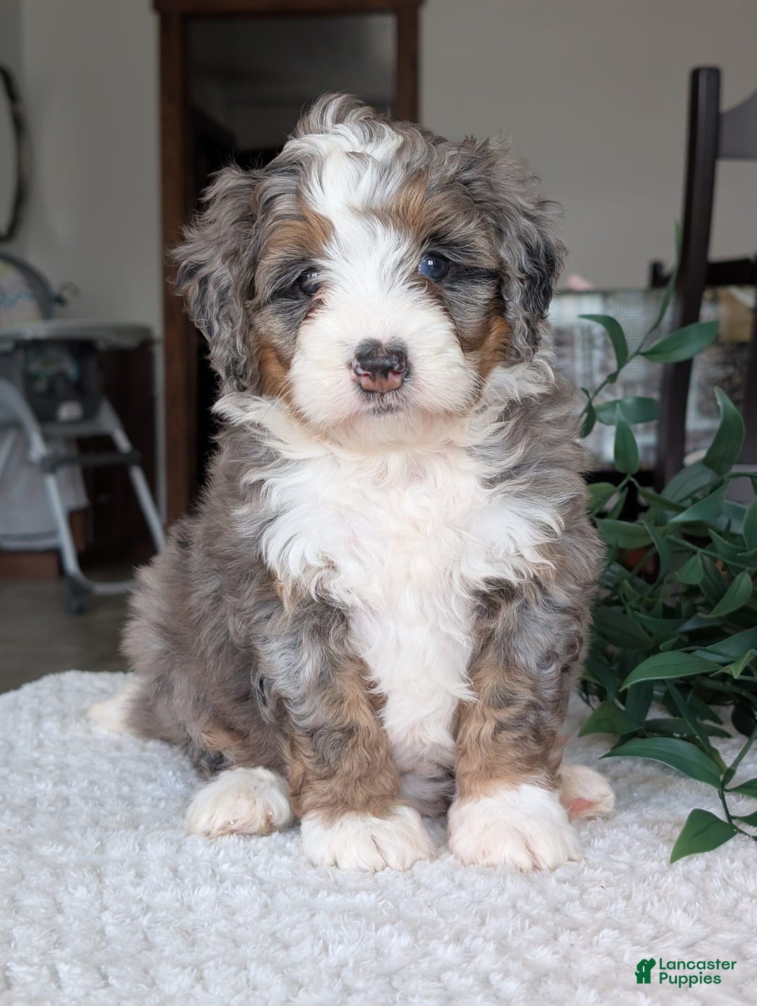 Mini Bernedoodle dogs for sale: Allie - Image 10