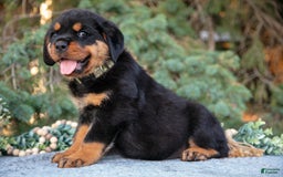 Rottweiler dogs for sale: Kermit - Image 3
