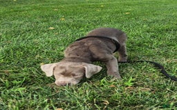 Labrador Retriever dogs for sale: Silver Skye - Image 2