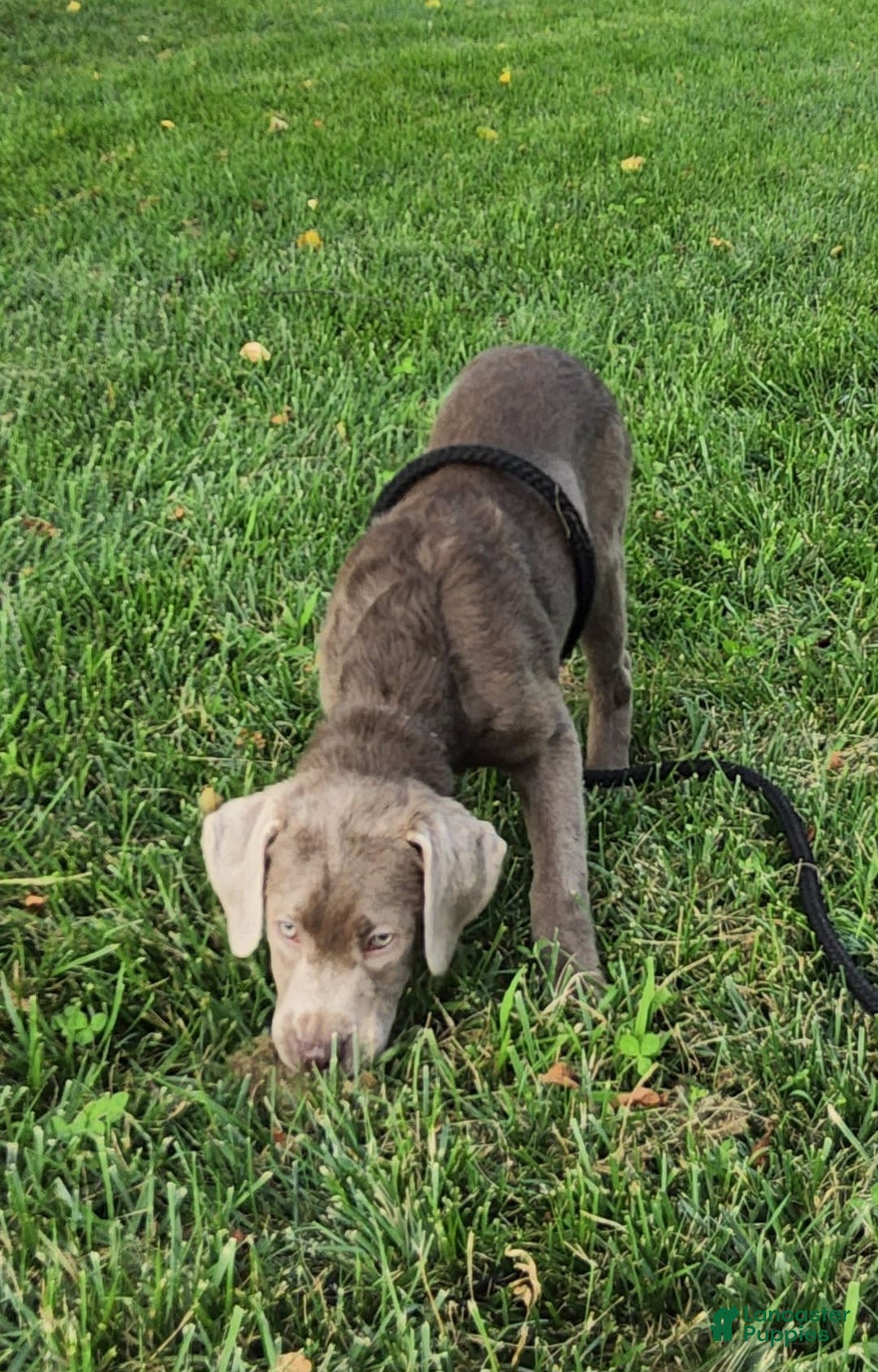 Labrador Retriever dogs for sale: Silver Skye - Image 2