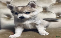 Pomsky dogs for sale: Duke - Image 13
