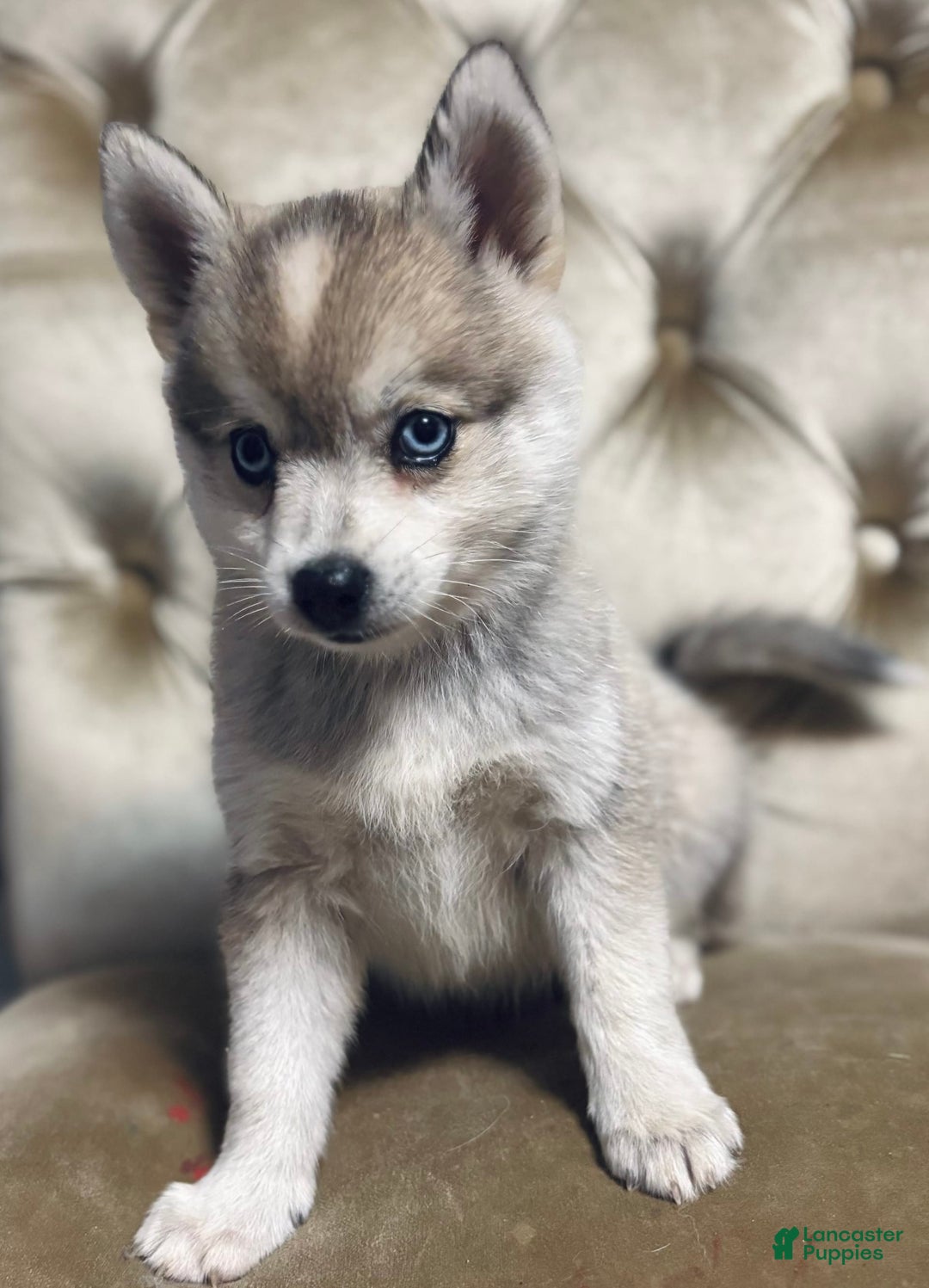 Pomsky dogs for sale: Duke - Image 13