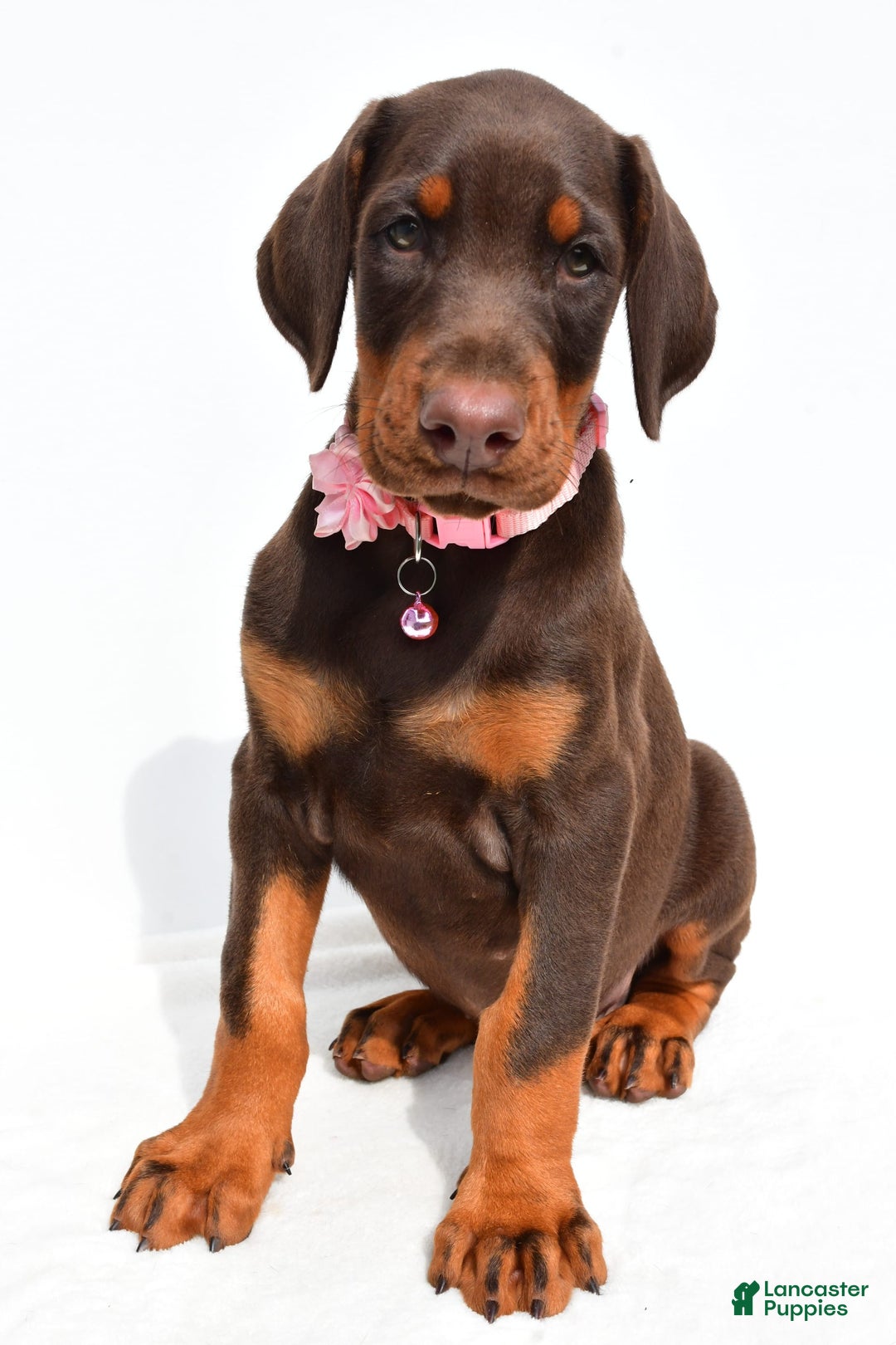 Doberman Pinscher dogs for sale: Macey - Image 7