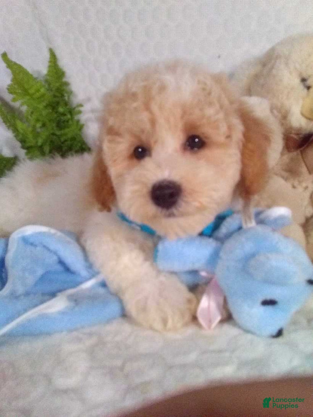 Bichpoo dogs for sale: Jasper - Image 10
