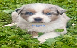 Australian Shepherd dogs for sale: Hank - Image 1
