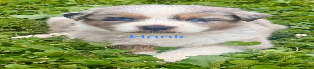 Hank