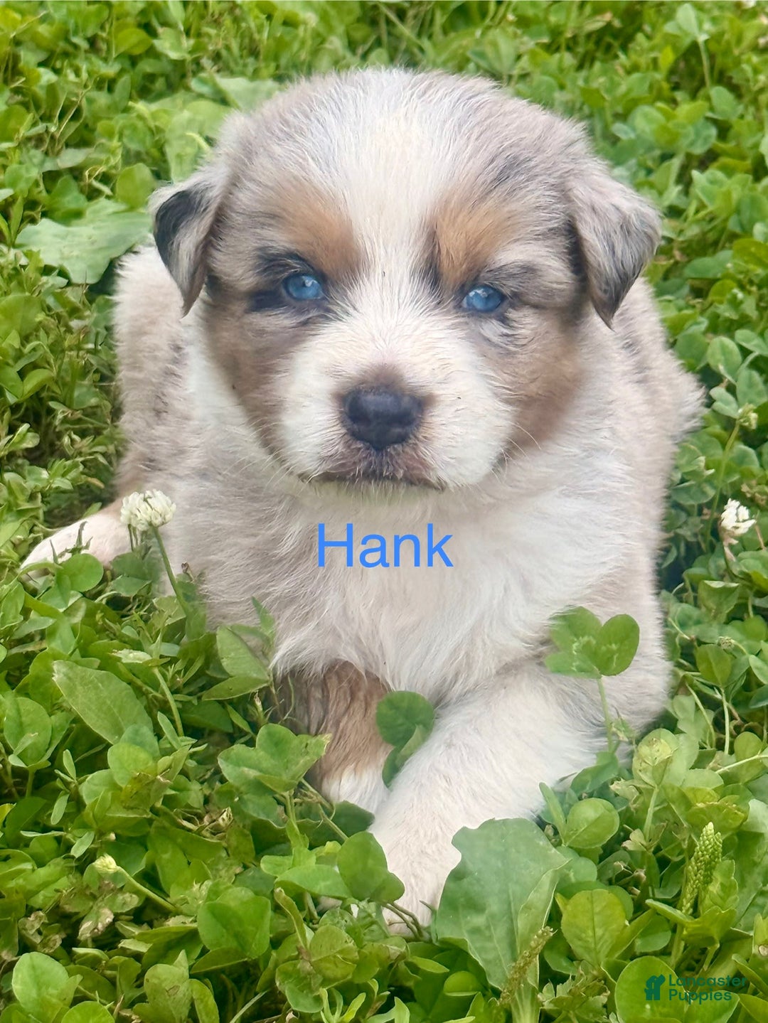 Australian Shepherd dogs for sale: Hank - Image 1