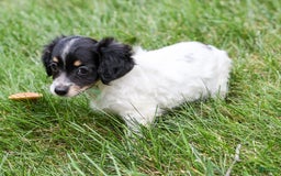 Chihuahua dogs for sale: Chihuahua 3 puppies - Image 9
