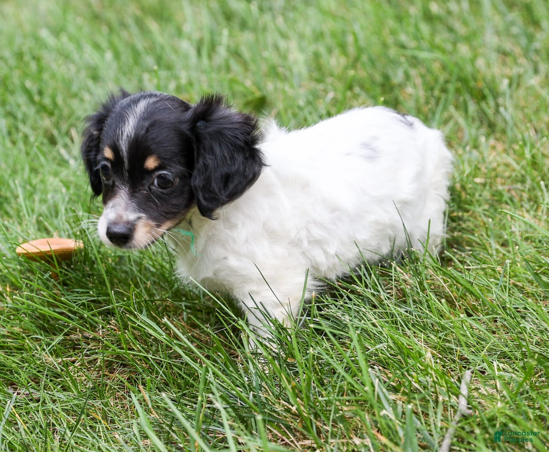 Chihuahua dogs for sale: Chihuahua 3 puppies - Image 9