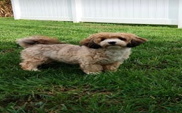Havanese dogs for sale: Dylan - Image 11