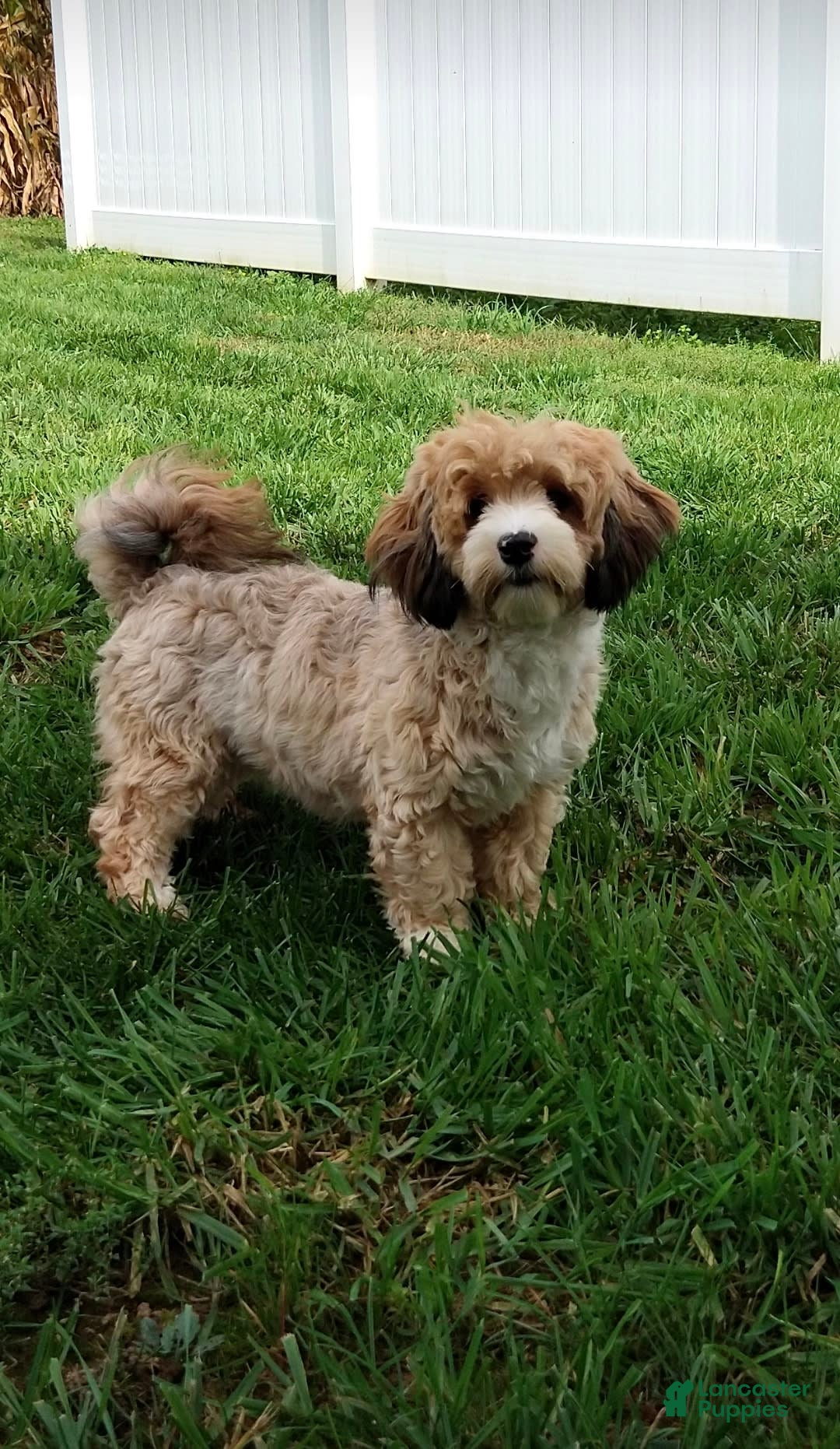 Havanese dogs for sale: Dylan - Image 11