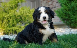 Bernedoodle dogs for sale: Buck - Image 2
