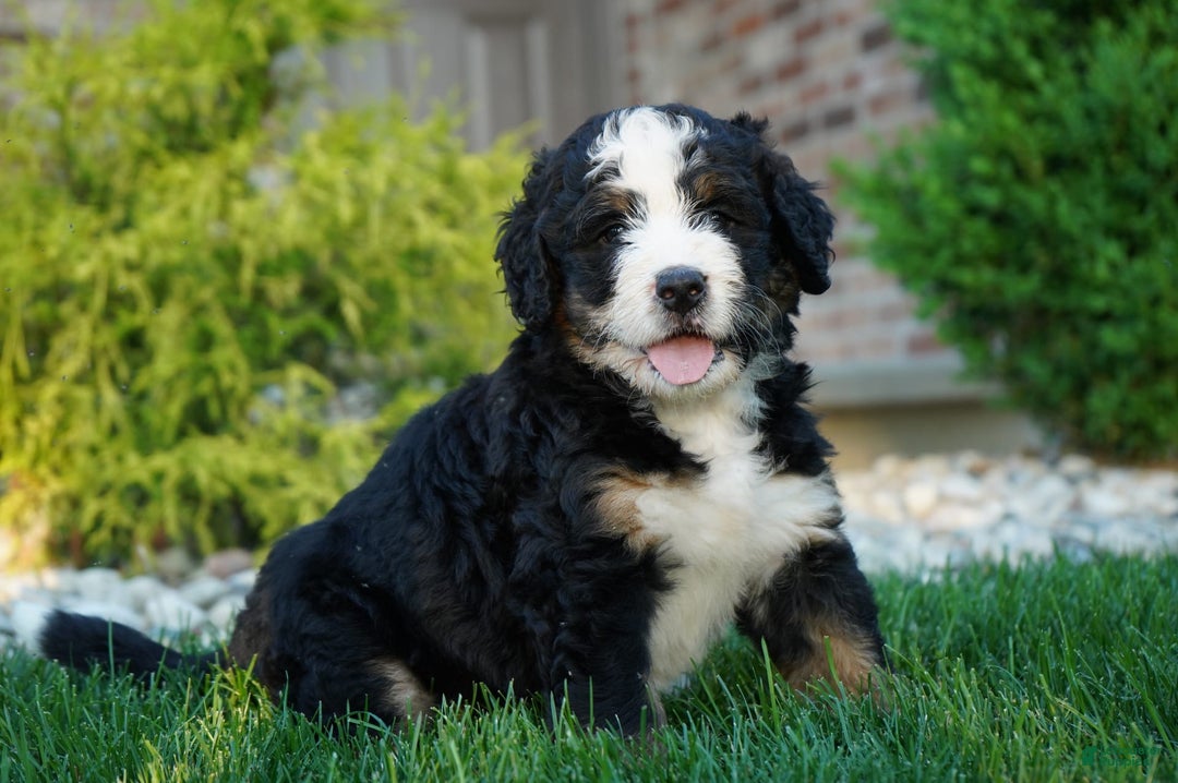 Bernedoodle dogs for sale: Buck - Image 2