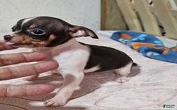 Chihuahua dogs for sale: Spunky - Image 4