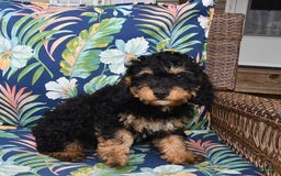 Forever dogs for sale: Teddy - Image 5