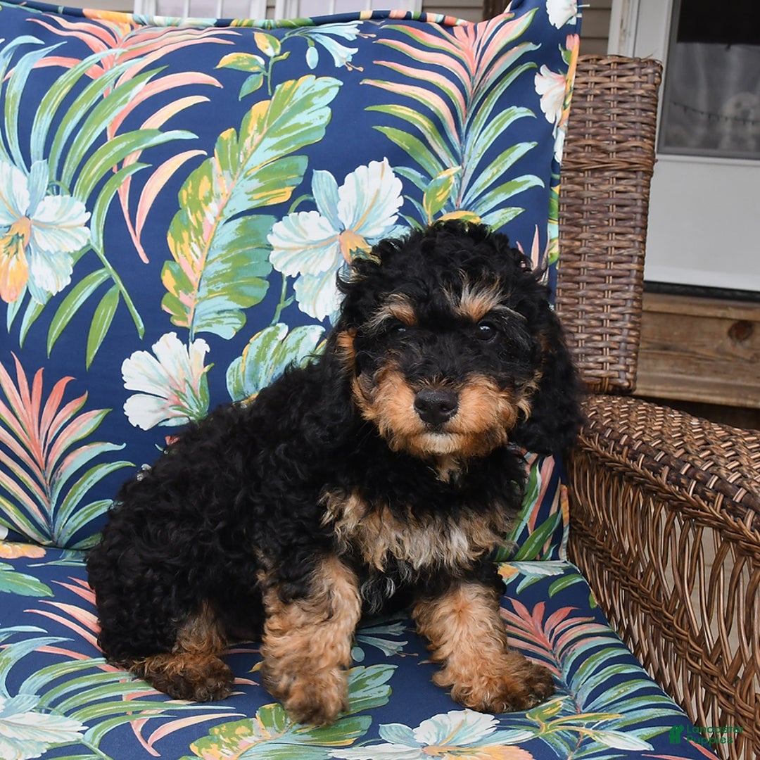 Forever dogs for sale: Teddy - Image 5