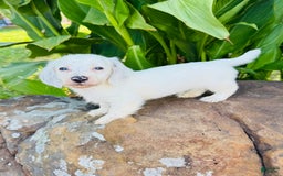 Miniature Dachshund dogs for sale: Blizzard LH - Image 1