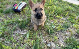 Cairn Terrier dogs for sale: Captain - Image 11