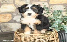 Mini Bernedoodle dogs for sale: Mini Bernedoodle 4 puppies - Image 8