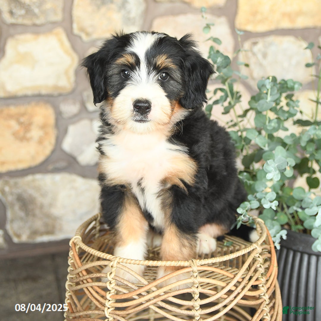 Mini Bernedoodle dogs for sale: Mini Bernedoodle 4 puppies - Image 8