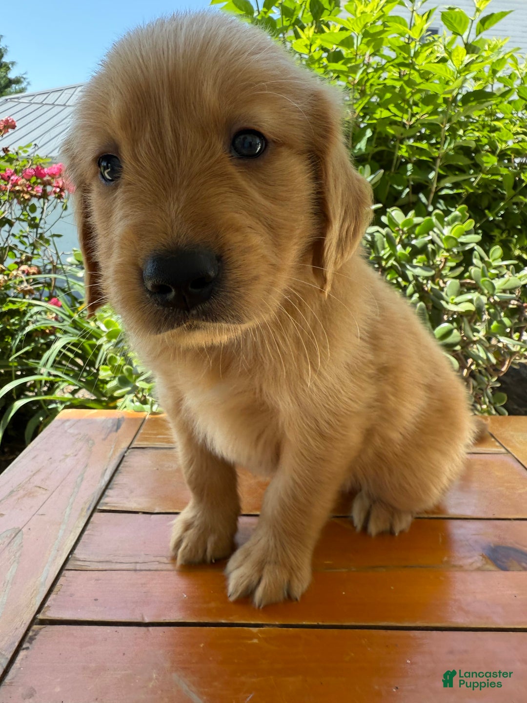 Golden Retriever dogs for sale: Luke - Image 16
