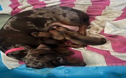 Dachshund dogs for sale: Bonnie - Image 7