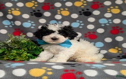 Cavapoo dogs for sale: Edmond Hypoallergenic - Image 4