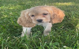 Cocker Spaniel dogs for sale: Oprah - Image 4