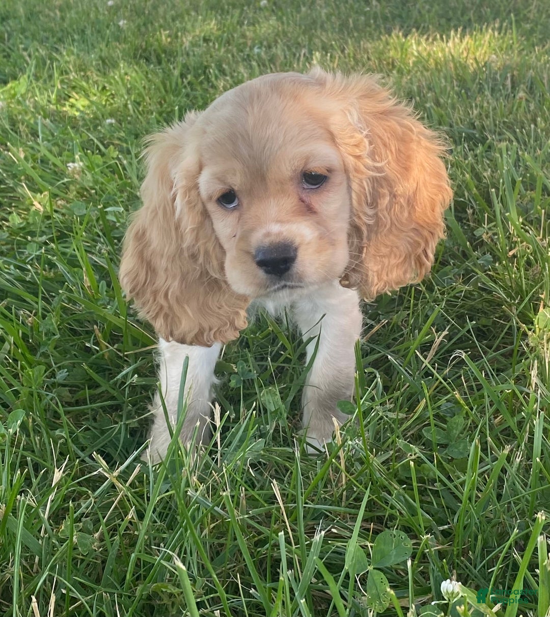 Cocker Spaniel dogs for sale: Oprah - Image 4