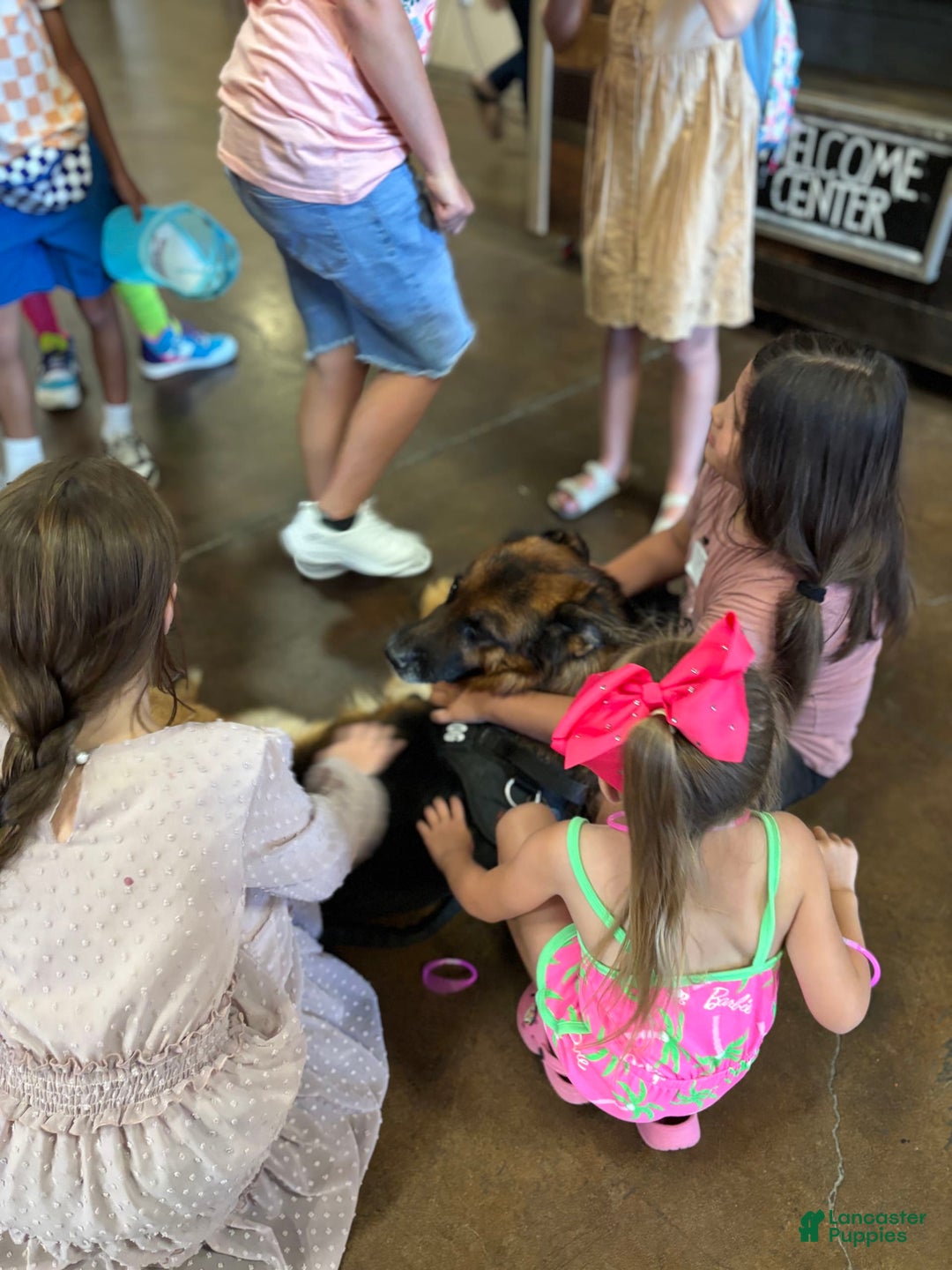 German Shepherd dogs for sale: 2nd Boy - Image 8
