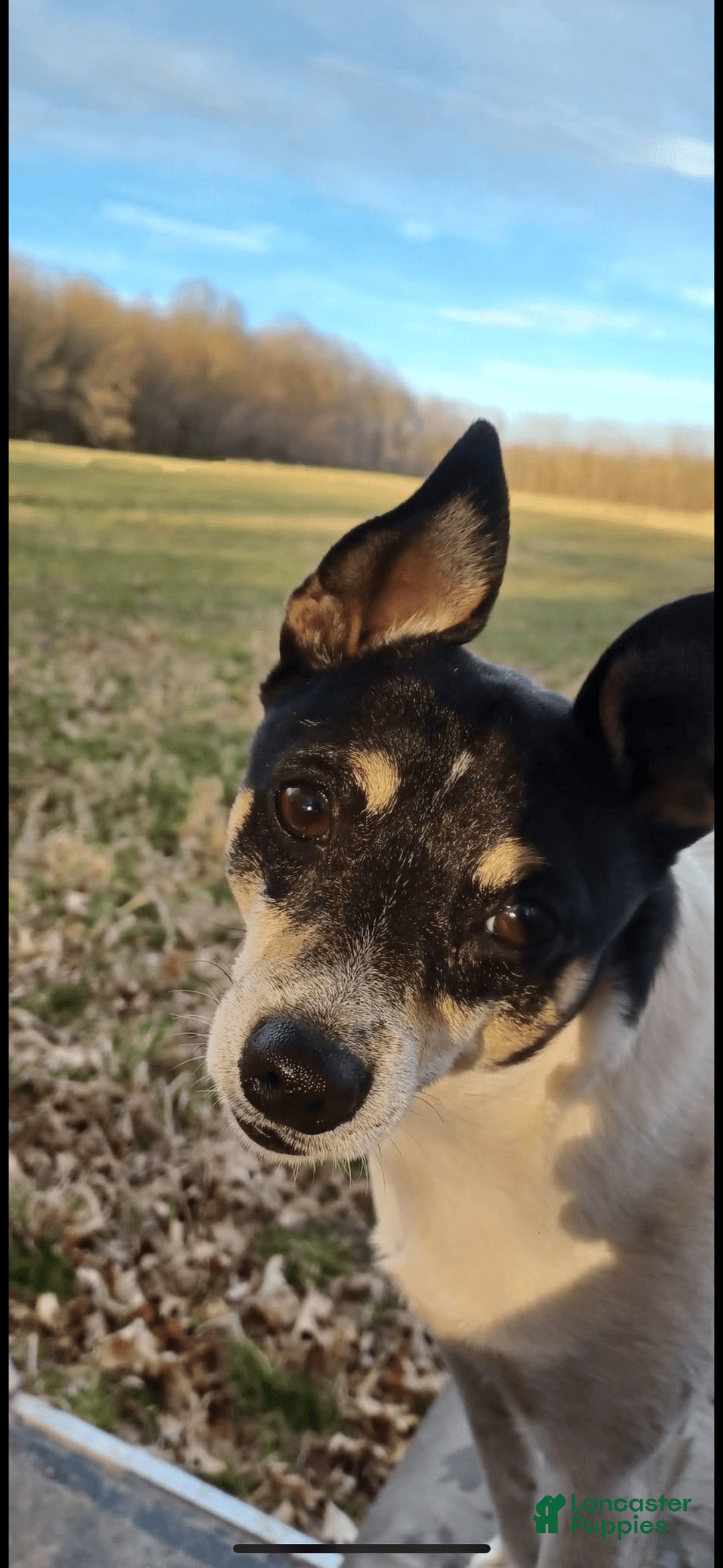 Jack Russell Terrier dogs for stud: Bandit - Image 7