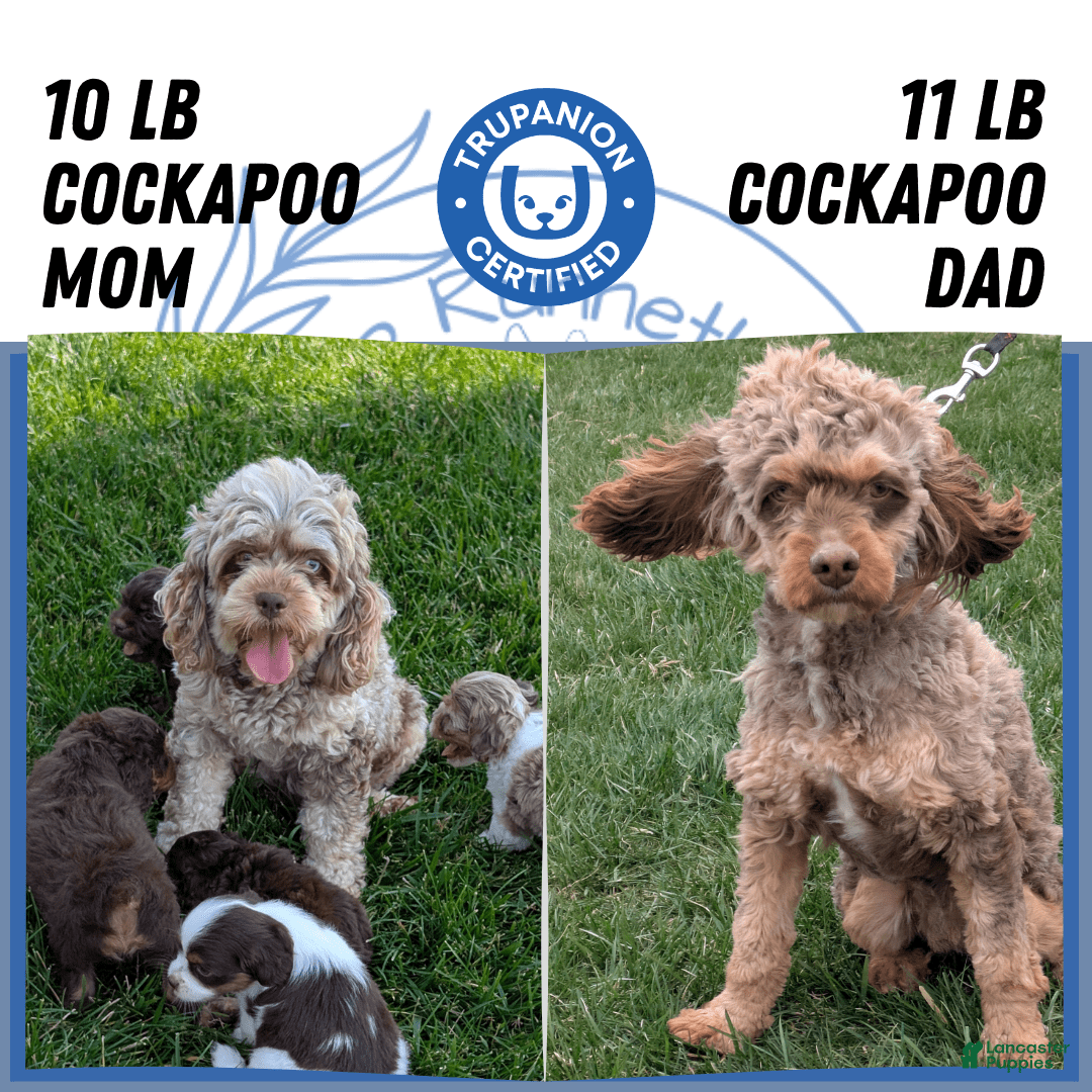 Cockapoo dogs for sale: Heaven - Image 15