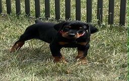 Doberman Pinscher dogs for sale: Reno - Image 1