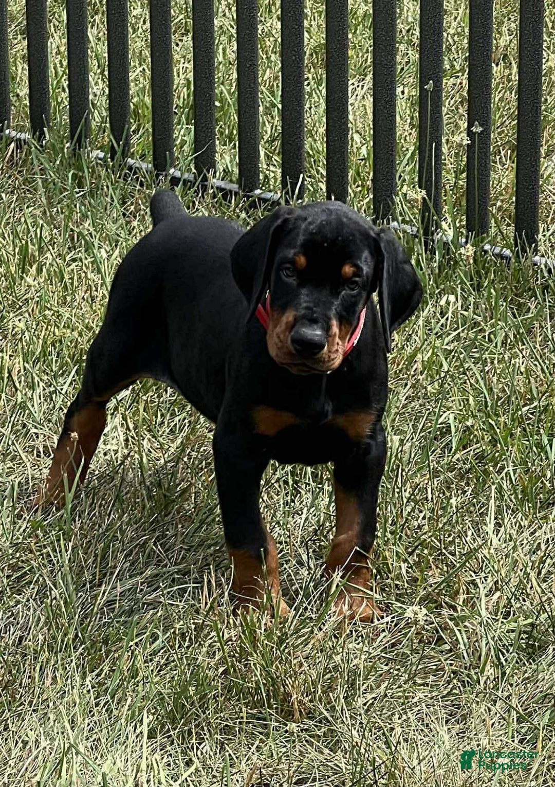 Doberman Pinscher dogs for sale: Reno - Image 1