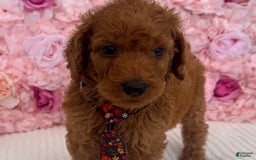 Standard Poodle dogs for sale: Tony AKC - Image 6