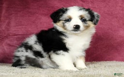 Miniature Australian Shepherd dogs for sale: Ashley - Image 5