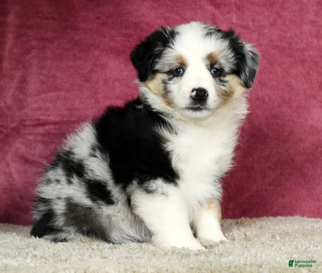 Miniature Australian Shepherd dogs for sale: Ashley - Image 5
