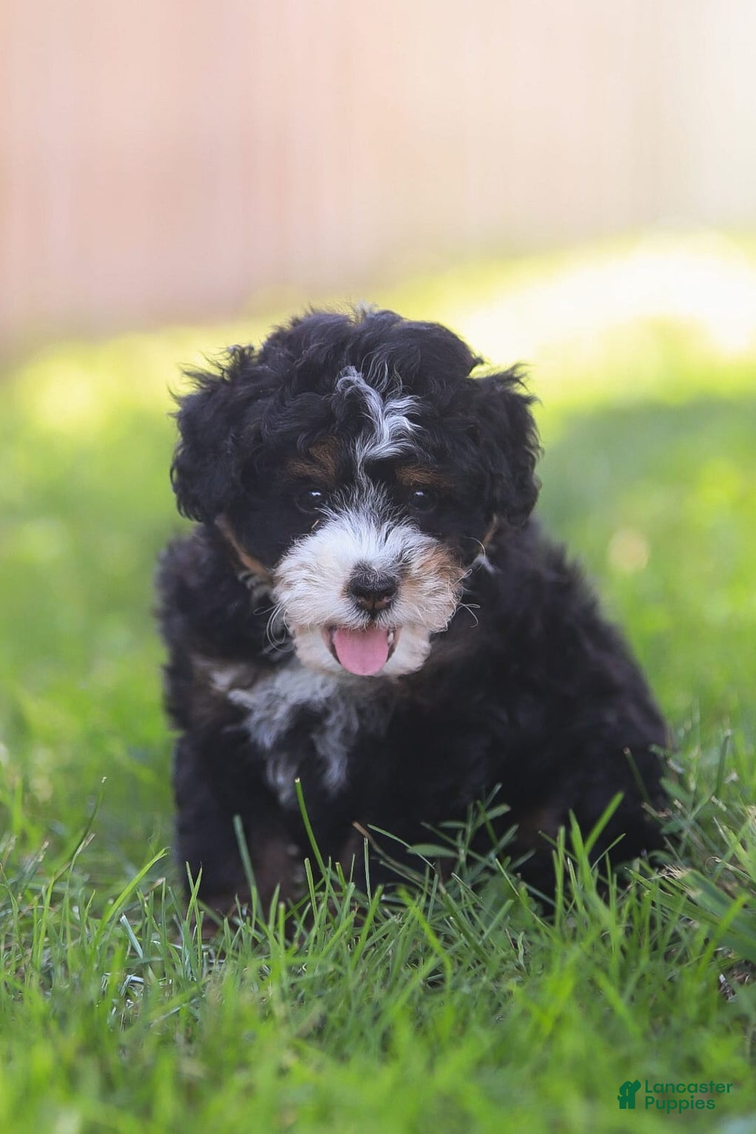 Mini Bernedoodle dogs for sale: Mia - Image 6