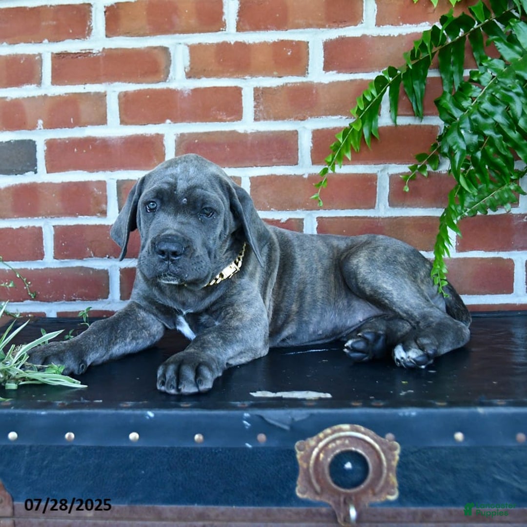 Cane Corso dogs for sale: Lilac - Image 4